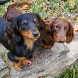 Dachshunds from Linda McClellan