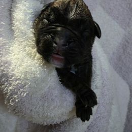 Female 1 - Brindle female Boxer puppy in Warsaw, New York from Hillview Kennels