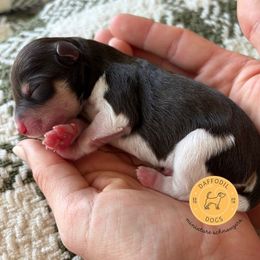 Kash - Parti male Miniature Schnauzer puppy in Nederland, Texas from Daffodil Dogs