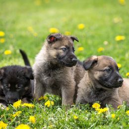 German Shepherd Puppies from Sonnenhügel Shepherds