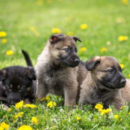 German Shepherd Puppies from Sonnenhügel Shepherds