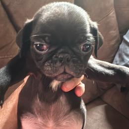 Pug Puppies from Texas Pugs