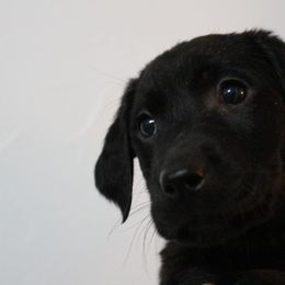 Golden Retriever and Labrador Retriever Puppies from Trenlock Kennels