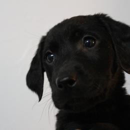 Golden Retriever and Labrador Retriever Puppies from Trenlock Kennels