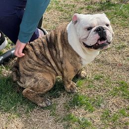 Valentino - Bulldog puppy in Lexington, Kentucky from E. Clive Bulldogs