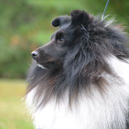 Evan - Shetland Sheepdog