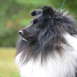 Evan - Shetland Sheepdog