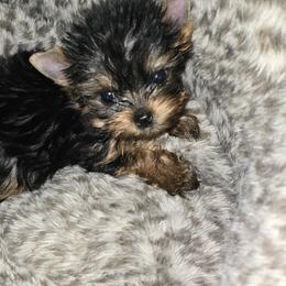 Billy - Black and gold male Yorkshire Terrier puppy in Royse City, Texas from Barbara Richardson