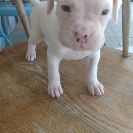 Boxer Puppies from Appelachia Boxers