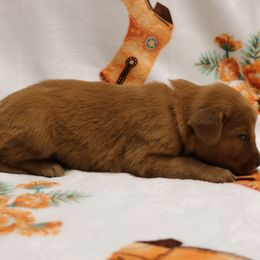 Denim - Dark golden female Golden Retriever puppy in New Weston, Ohio from Bertke AKC Golden Retrievers and Bernese Mountain Dogs