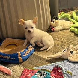 White boy price: 4,300 - White male Chihuahua puppy in Summerfield, Florida from Uey’s Chihuahuas