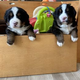 Bernese Mountain Dog Puppies from Gusto Bernese Mountain Dogs
