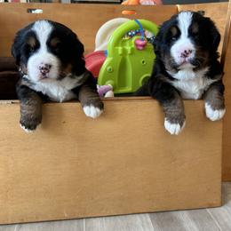 Bernese Mountain Dog Puppies from Gusto Bernese Mountain Dogs