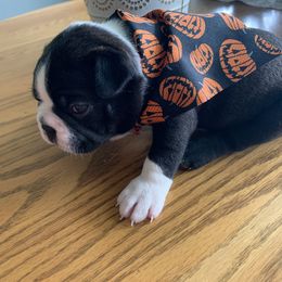 Boston Terrier Puppies from BT Woof Pack