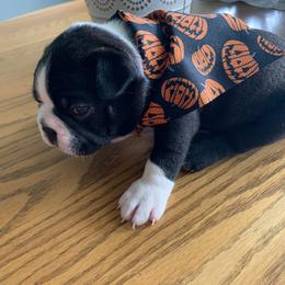 Boston Terrier Puppies from BT Woof Pack