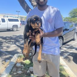 Rottweiler Puppies from GrowlHausRotts