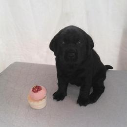 Muffin (Pink Collar) - Black female Labrador Retriever puppy in Prince George, Virginia from Kingdom Kenelz Labradors