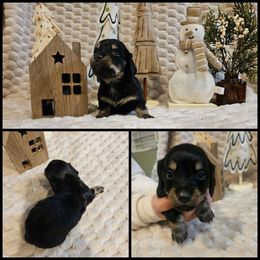 Black and Cream - Black and cream male Dachshund puppy in Panama City Fl, Florida from Southern Bliss Doxies