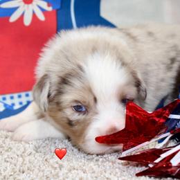 Red Collar - Red merle male Miniature Australian Shepherd puppy in Ronan, Montana from Dirt Road Aussie’s of Montana