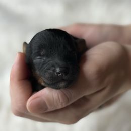 Brown collar - Black tri-color female Aussiedoodle puppy in Fairmount, Georgia from Muscadine Meadows Farm