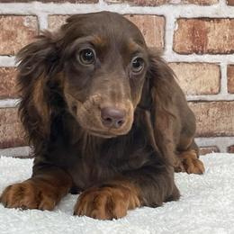Nellie - Chocolate and tan female Dachshund puppy in Industry, Illinois from KDKs Kennels