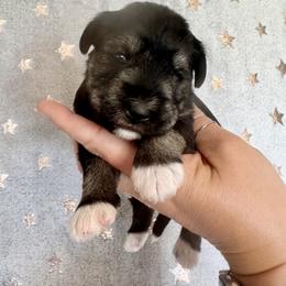 Gabbys Salt and Pepper Girl 1 - all white paws - Salt and pepper female Miniature Schnauzer puppy in Floyd, Virginia from Little River Puppies