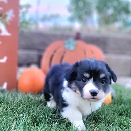 Pembroke Welsh Corgi Puppies from Top-Notch Paws