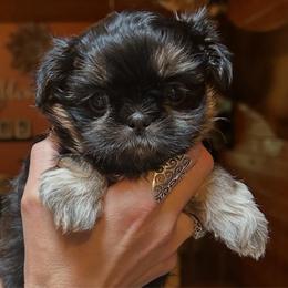 Marmalade - Black and tan female Shih Tzu puppy in Nekoosa, Wisconsin from Brox Acres House of Fur LLC