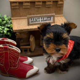 Tommy - Black and tan male Yorkshire Terrier puppy in Hastings, Nebraska from Promise Land Pets