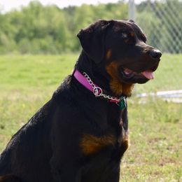 Rottweilers from Susan's Rottweilers