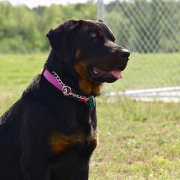 Rottweilers from Susan's Rottweilers