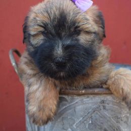 Soft Coated Wheaten Terrier Puppies from Kayos Kennel