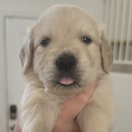 Golden Retriever Puppies from Loposky Goldens