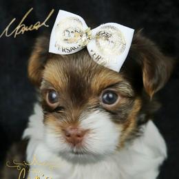 Mariah - Chocolate, tan and white female Yorkshire Terrier puppy in Cabot, Arkansas from Cup's Yorkie Parti Pups