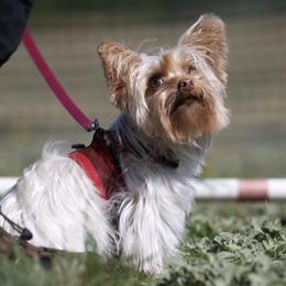 Yorkshire Terriers from Helen Chappel
