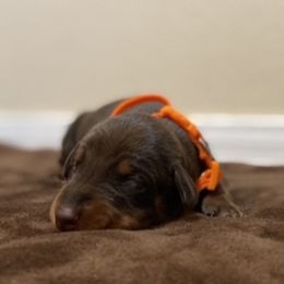 Doberman Pinscher Puppies from Obsidian Kennels