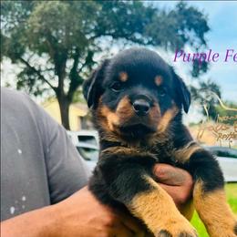 Purple Girl - Black and mahogany female Rottweiler puppy in Humble, Texas from Inexorable Haus Early Rotts