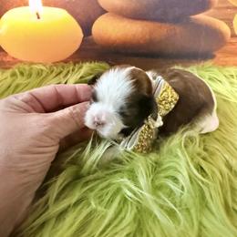 Boy 2 - Gold and white male Shih Tzu puppy in Port Orchard, Washington from Buttons N Bows