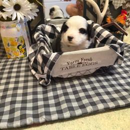 Mason - White and black male Pembroke Welsh Corgi puppy in Atascadero, California from California Corgis and Kunes