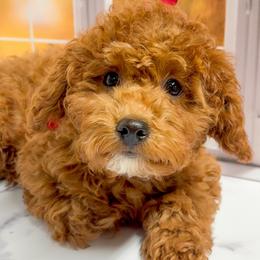 Puff (Red Collar Female) - Red  female Goldendoodle puppy in Santa Clara, Utah from Desert Dawn Doodles