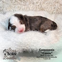 Cassiopeia - 'Cassie' - Pink Collar - Blue merle female Bernedoodle puppy in Jackson, Michigan from A Star is Born Doodles