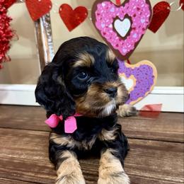 Gracie - Black and tan female Cockapoo puppy in Richton, Mississippi from Magnolia Hill Doodles