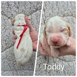 Toddy - Lemon and white male English Springer Spaniel puppy in Freeland, Michigan from McNally's Springer Spaniels