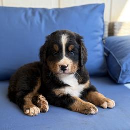 Trusty - Black rust and white male Bernese Mountain Dog puppy in Oregon City, Oregon from N.W. Mountain Retrievers