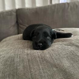 Boy 2 - Black male Miniature Schnauzer puppy in Tacoma, Washington from MSR Mini Schnauzers