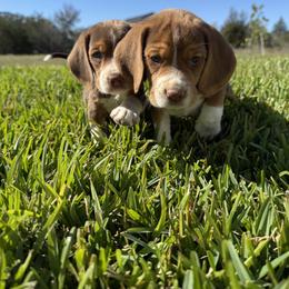 Beagle and Cavalier King Charles Spaniel Puppies from Kuehlers Kavaliers