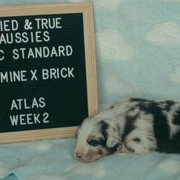 Atlas - Blue merle male Australian Shepherd puppy in Cotati, California from Tried and True Aussies