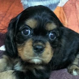 Fudge Brownie - Black and tan female Cavalier King Charles Spaniel puppy in Franklin, North Carolina from Cavaliers of the County Macon