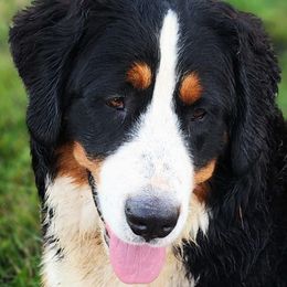 Beth - Bernese Mountain Dog