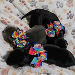 Doberman Pinscher puppies from Emerald Eire Dobermanns
